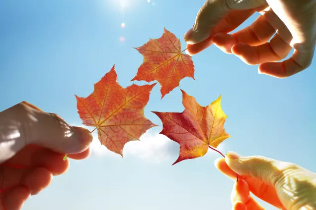 Autumn leaves and hands.